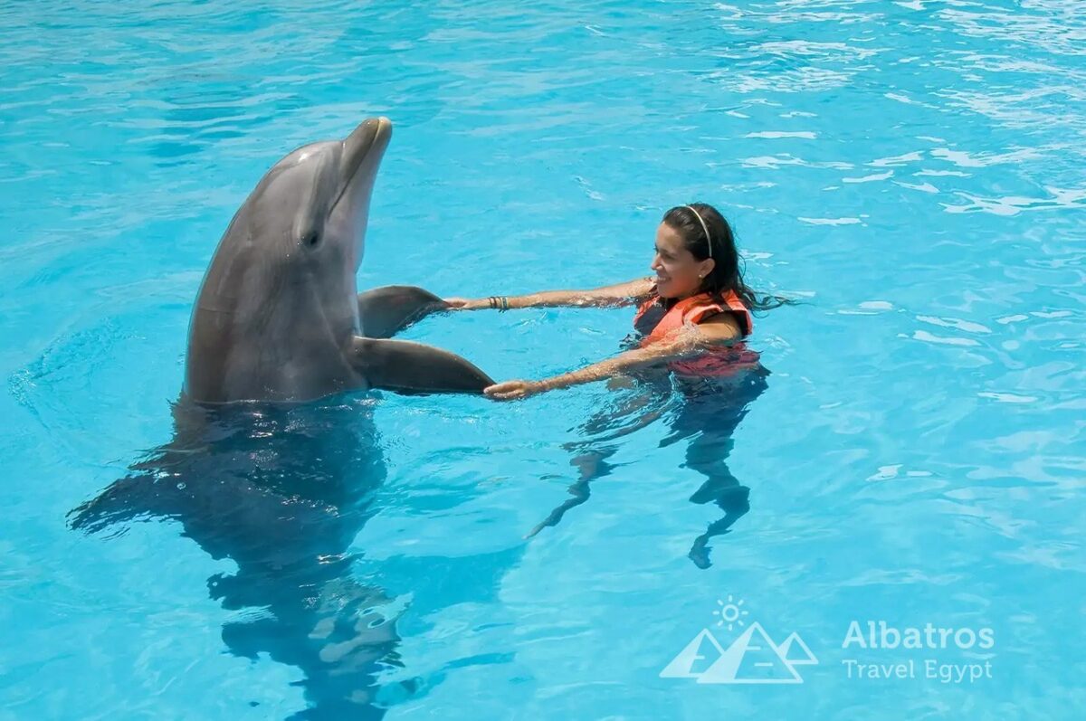 Swimming with dolphins-31