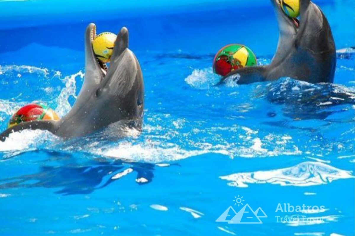 Dolphinarium in Sharm El Sheikh-10