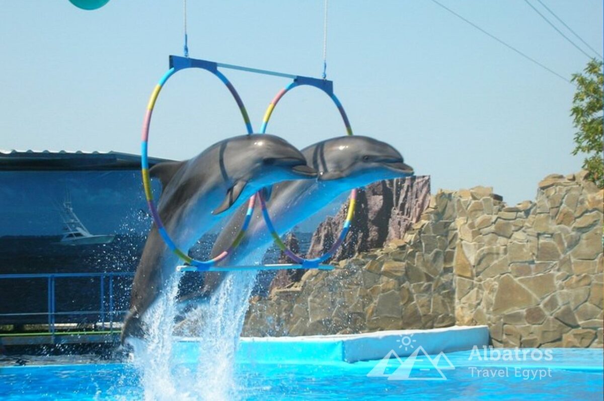 Dolphinarium in Sharm El Sheikh-8