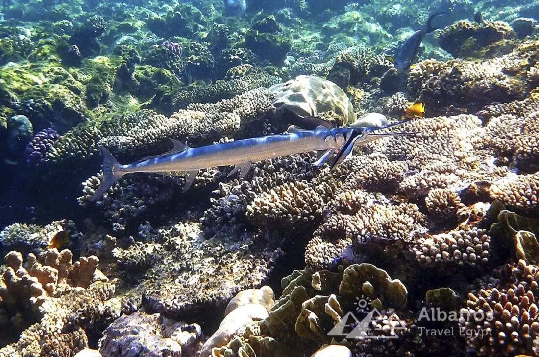 Sharm El Naga Coral Reserve in Soma Bay-3