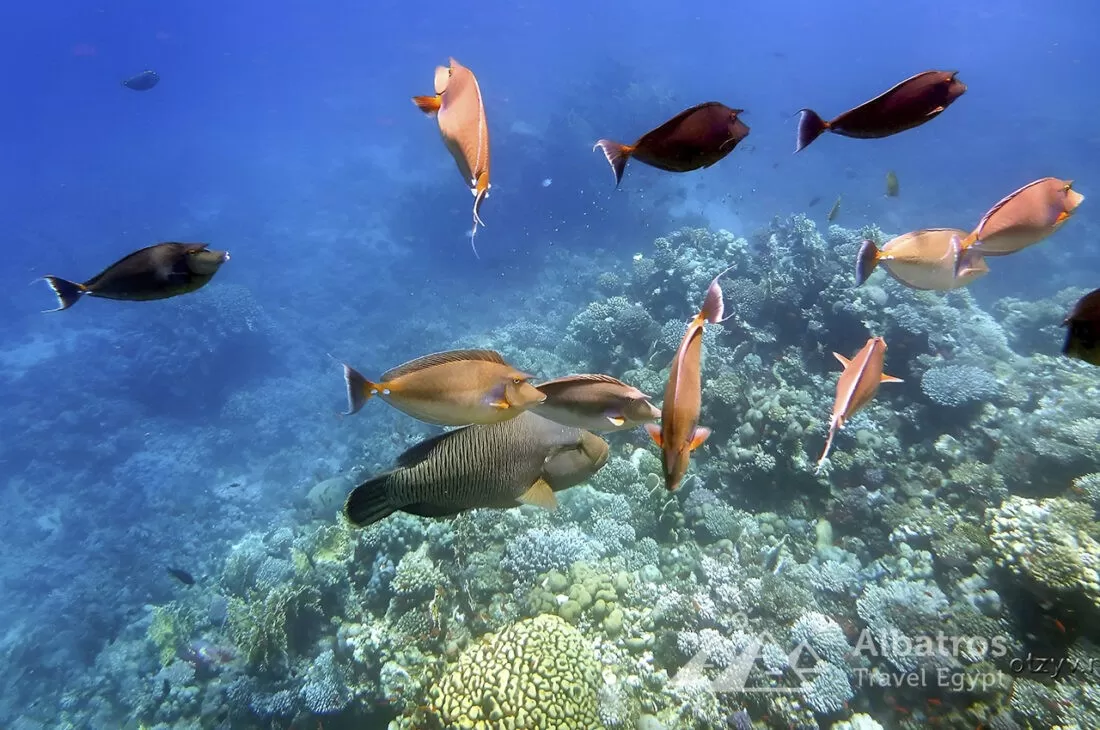 Sharm El Naga Coral Reserve in Soma Bay-36