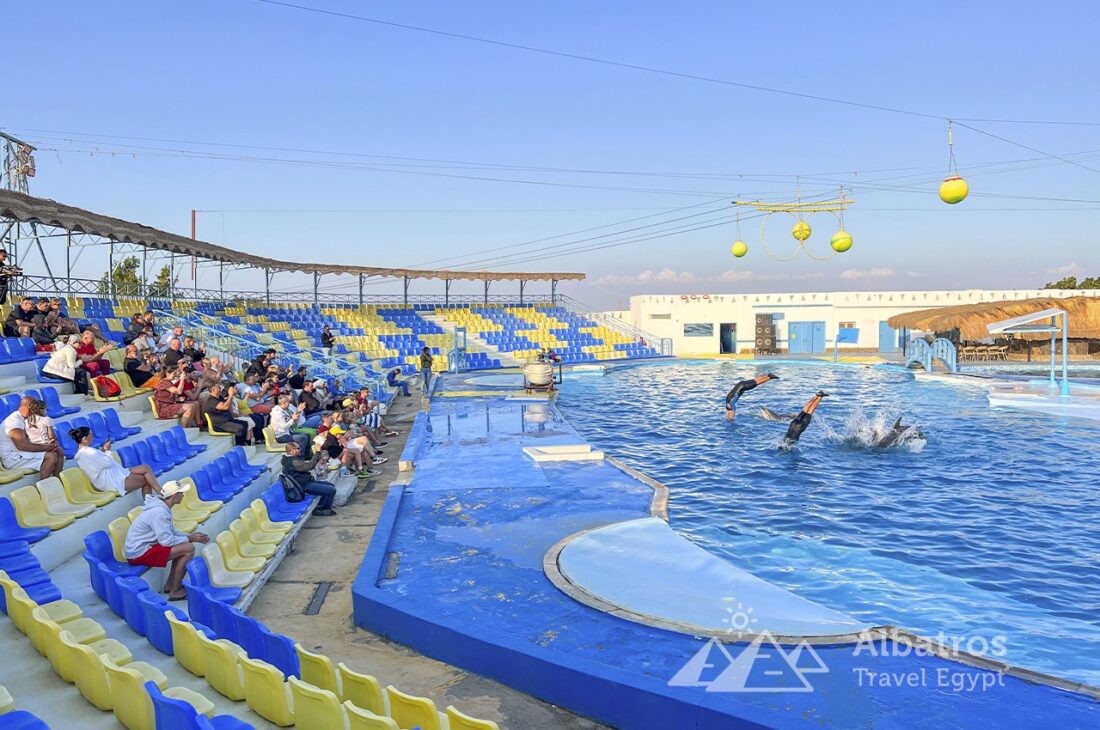 Dolphinarium-4