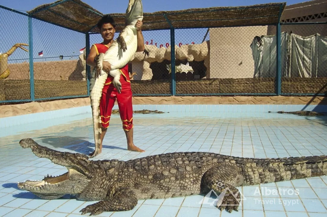 Crocodile show in Sharm El Sheikh-58