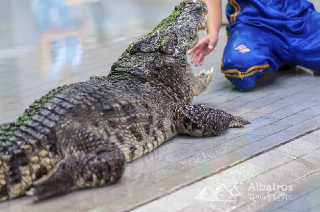 Crocodile show in Sharm El Sheikh-38