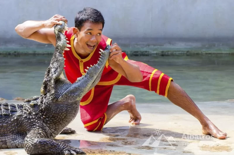 Crocodile show in Sharm El Sheikh